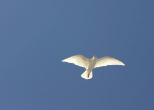 13-White Laughing Gull 01
