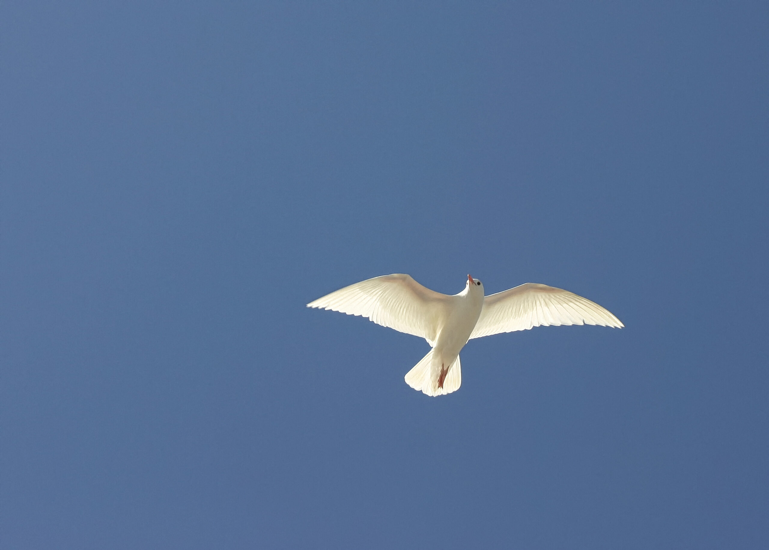 13-White Laughing Gull 01