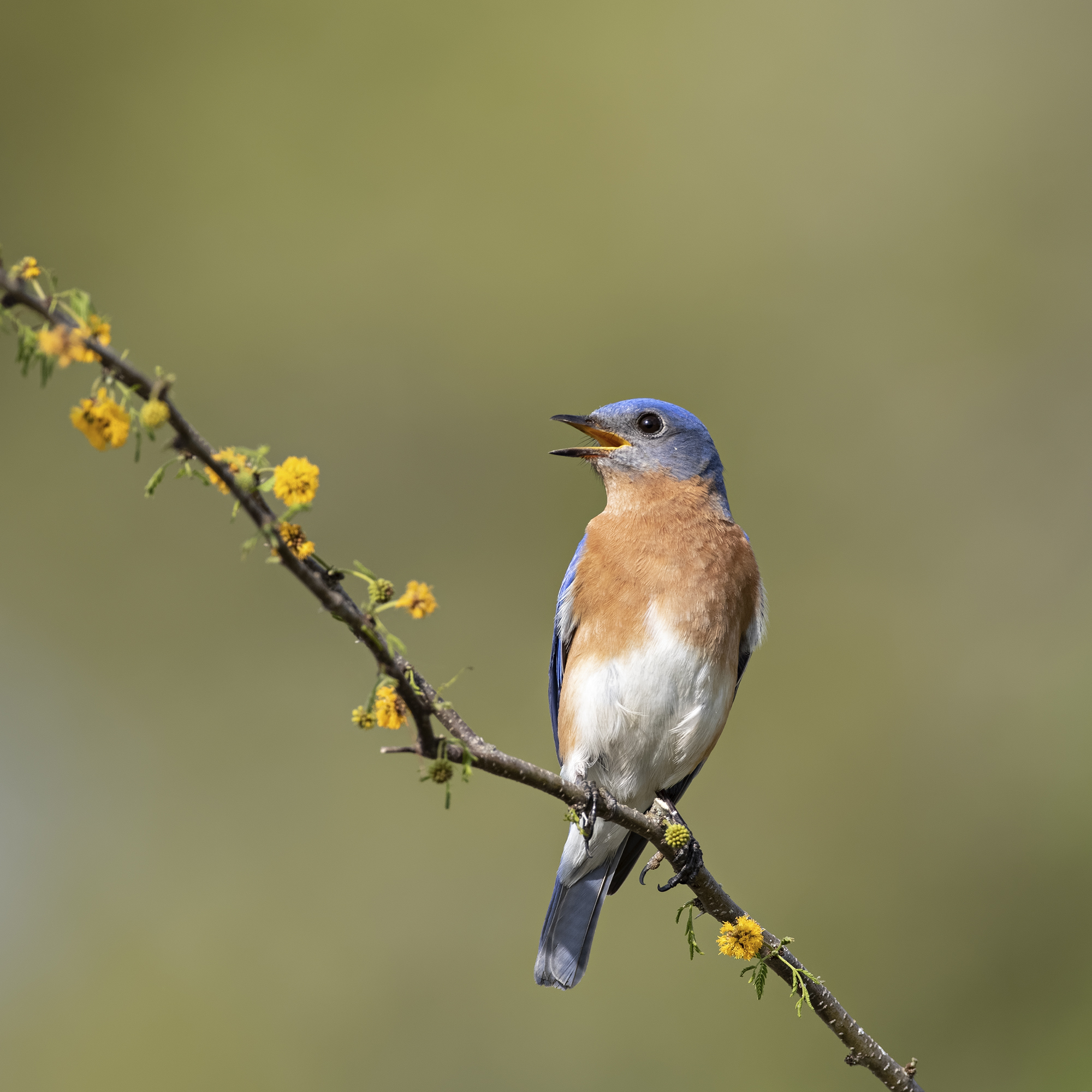 A05-11-2000 Easterm Bluebird