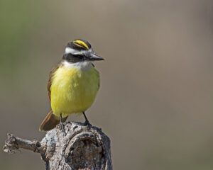 A06-01-2000 Great Kiskadee