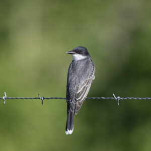 A06-09 Eastern Kingbird