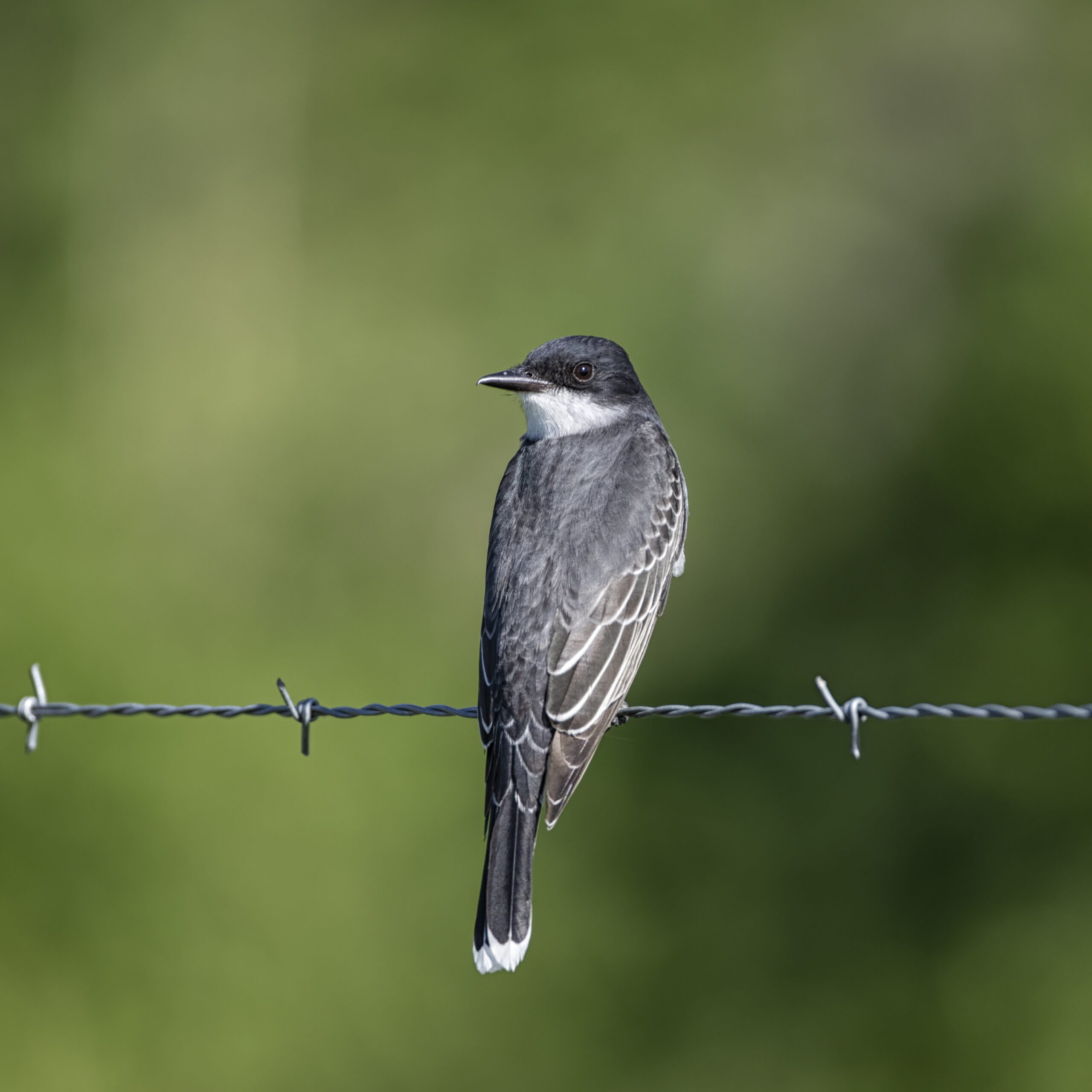 A06-09 Eastern Kingbird