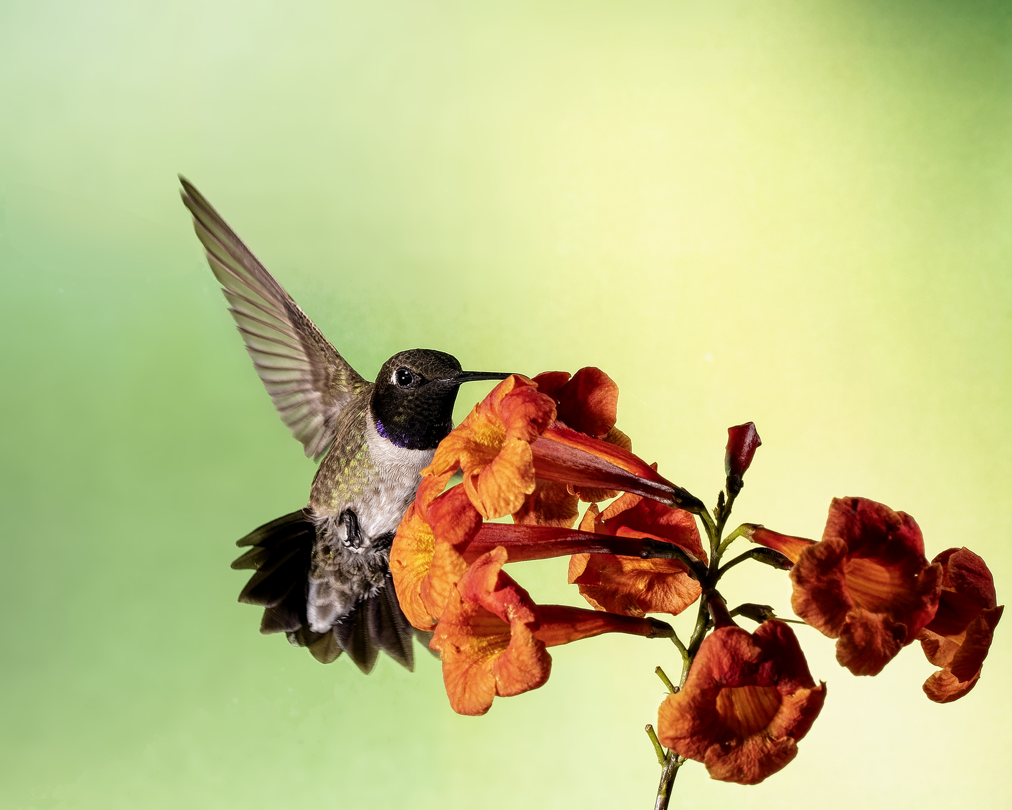 A09-04-2000 Black-chinned Hummingbird