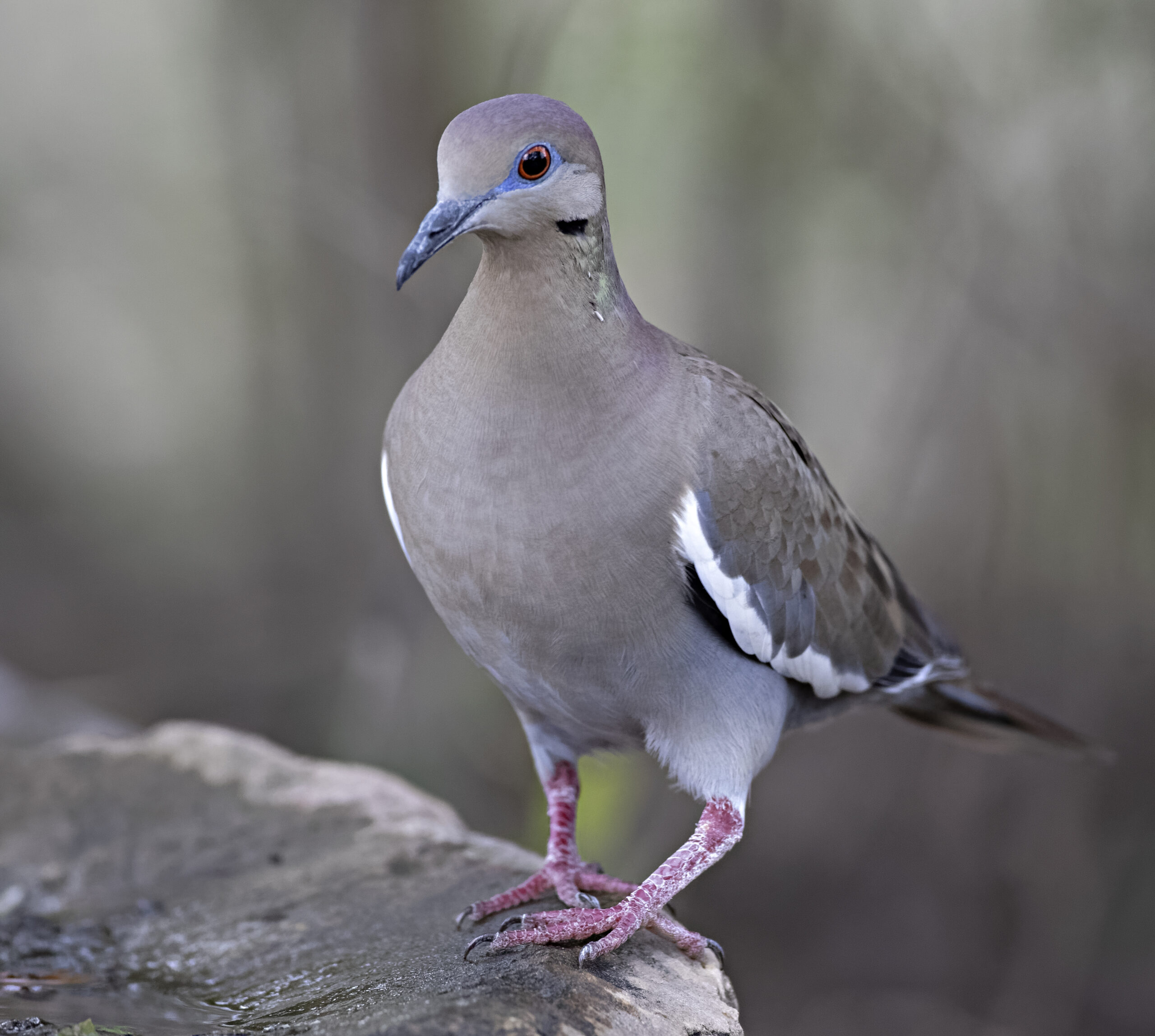 A11-02 White-winged Dove