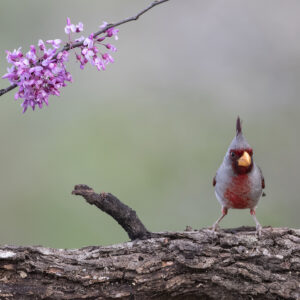 A14-07-2000 Pyrrhuluxia