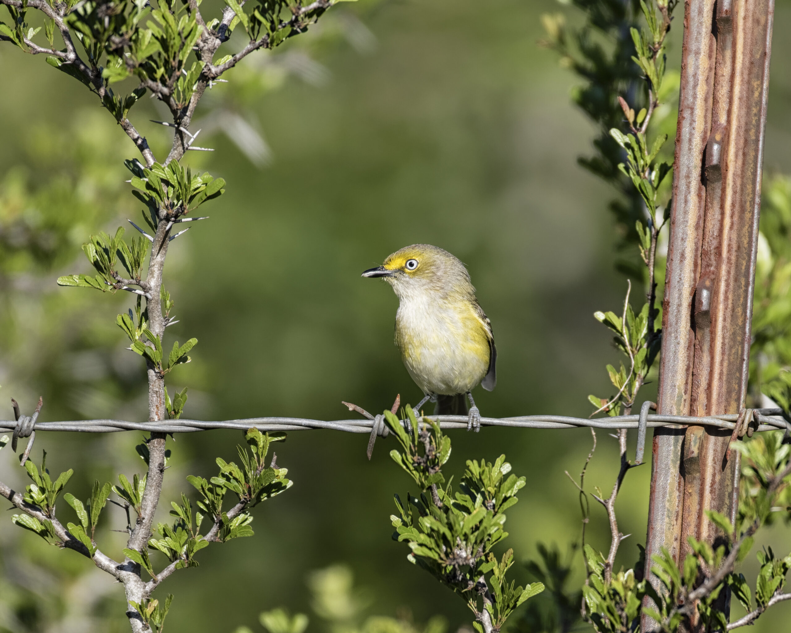 A15-10 White-eyed Vireo