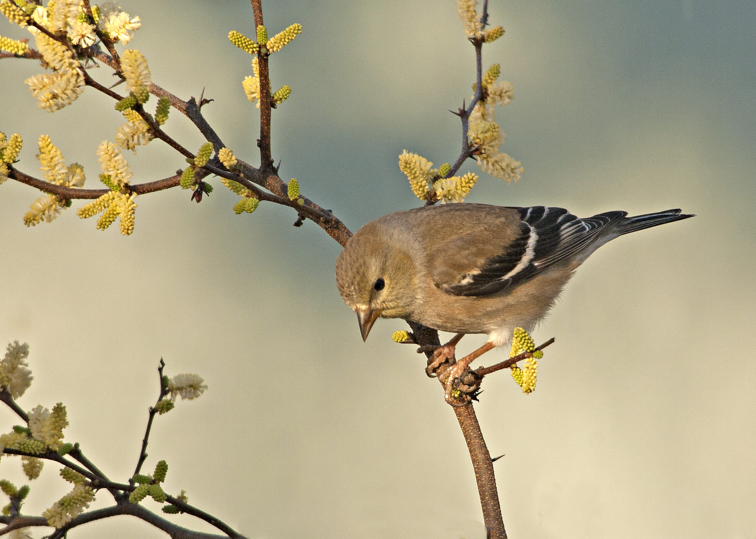 American Goldfinch 12
