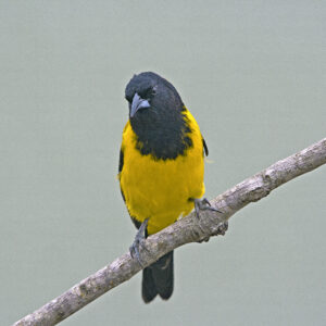 Audubon's Oriole 02sq