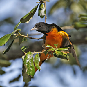 Baltimore Oriole 04