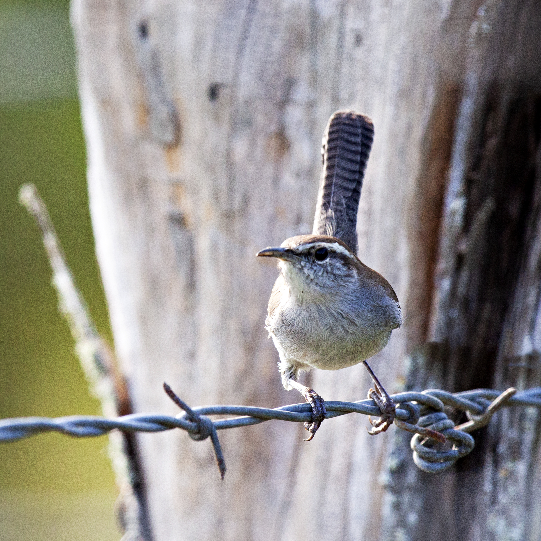 Bewick's Wren