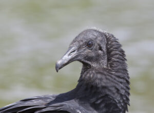 Black Vulture 04