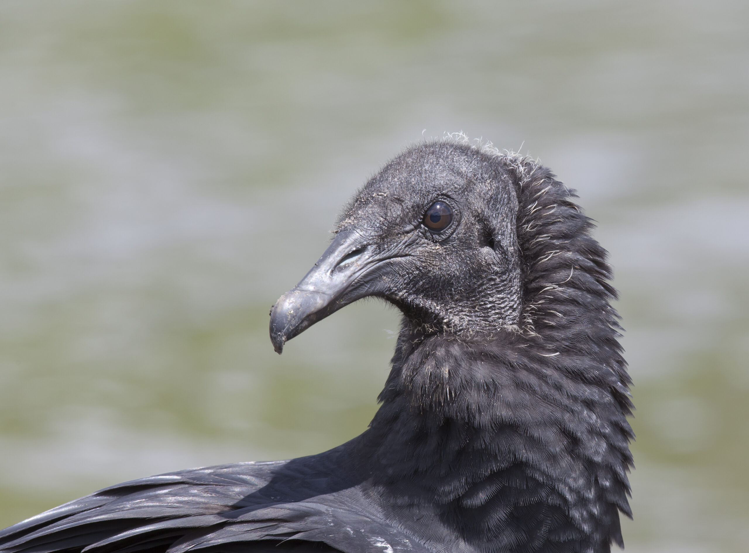 Black Vulture 04