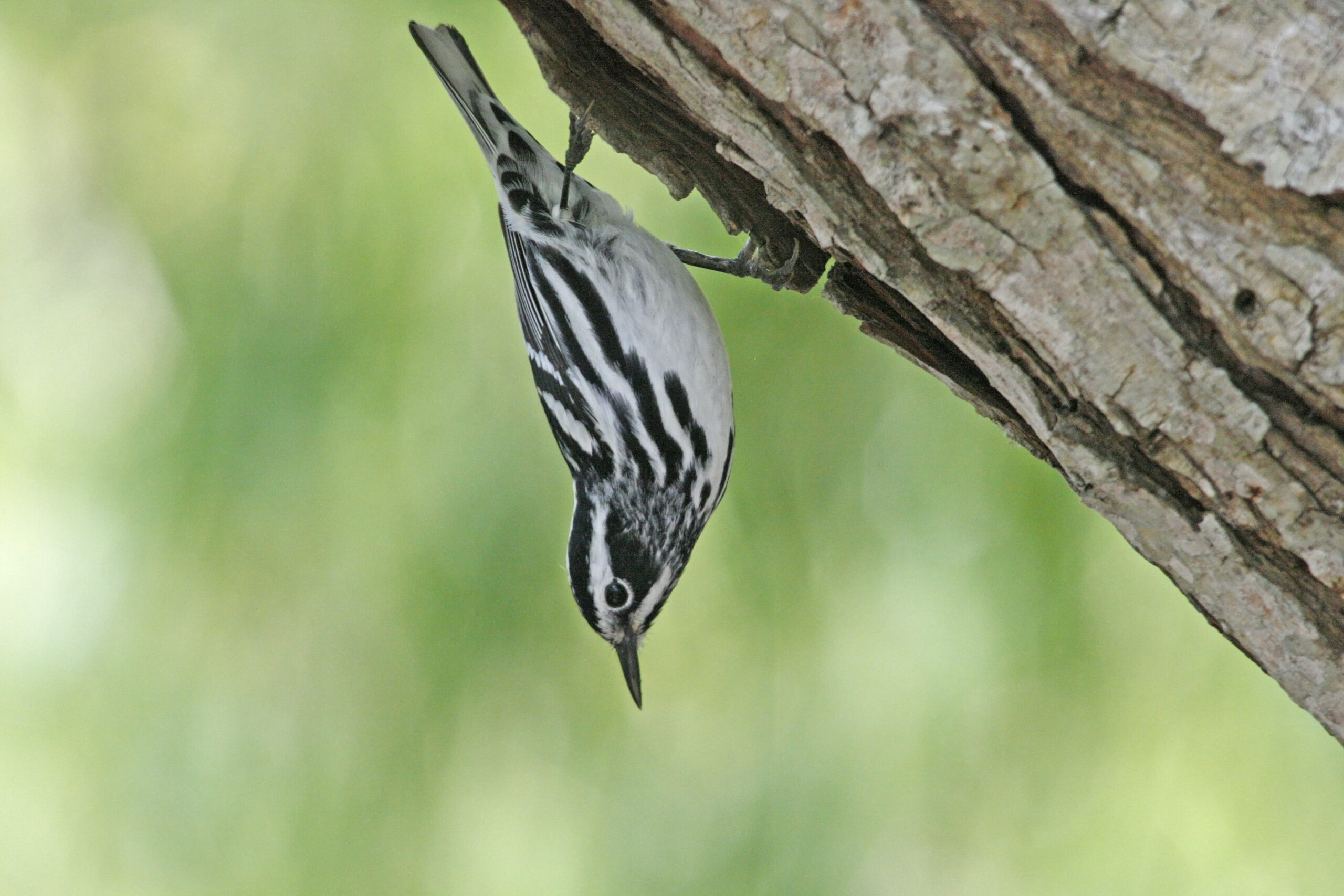 Black-and-White Warbler 01