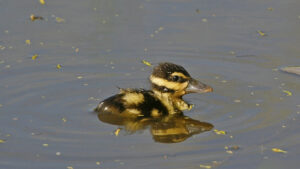 Black-bellied Whistling-Duck 16