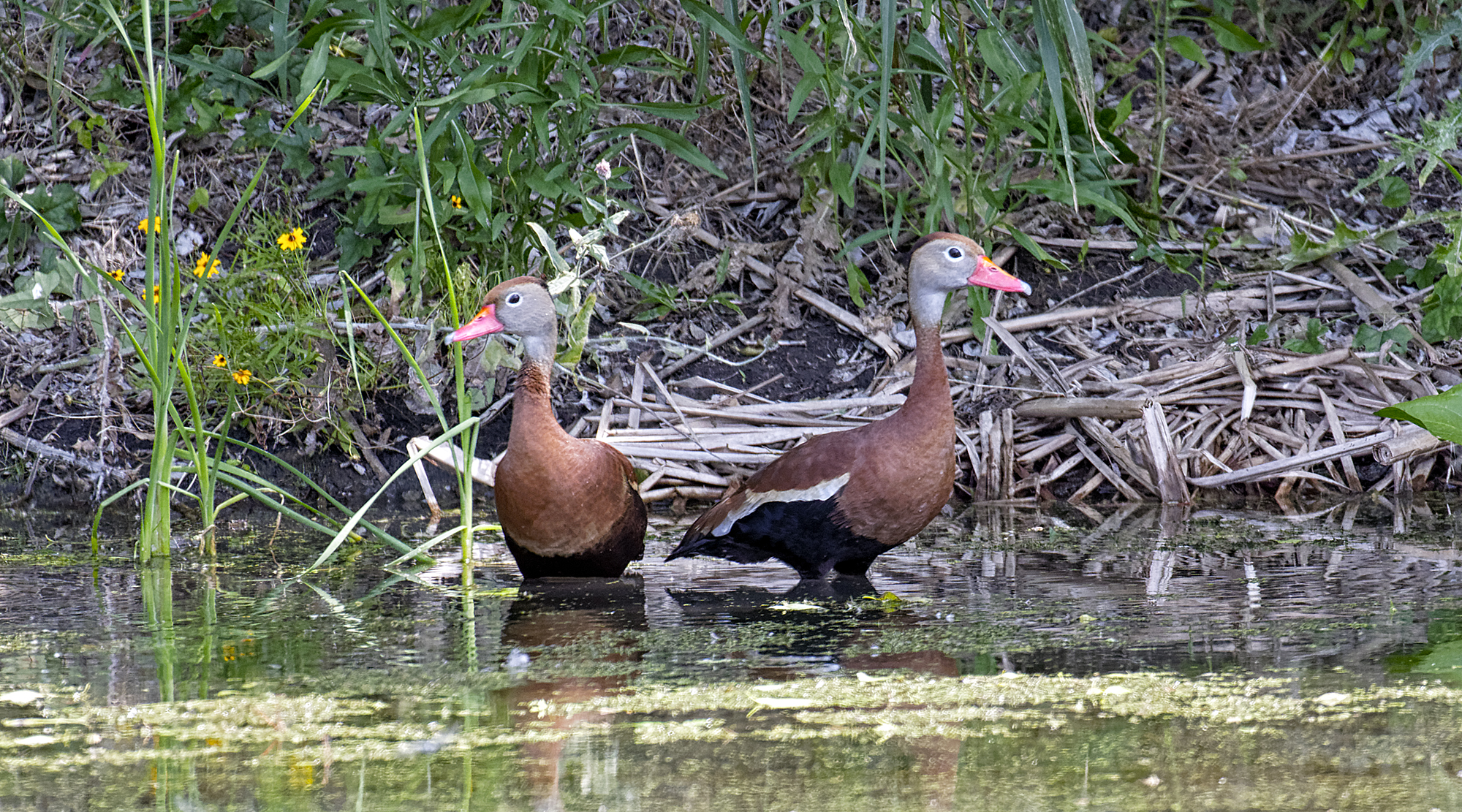 Black-bellied Whistling-Duck WIF2017 (A07-2-032)