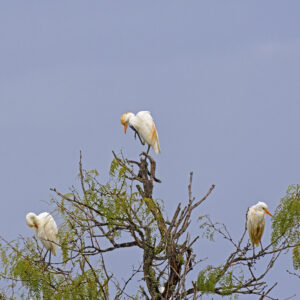 Cattle Egret 4