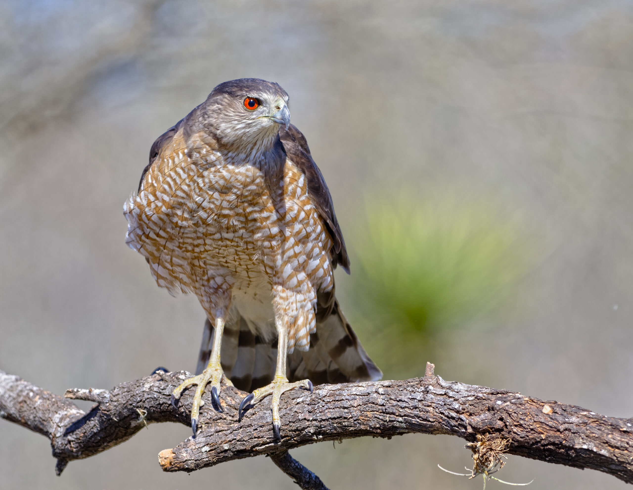 Cooper's Hawk 02
