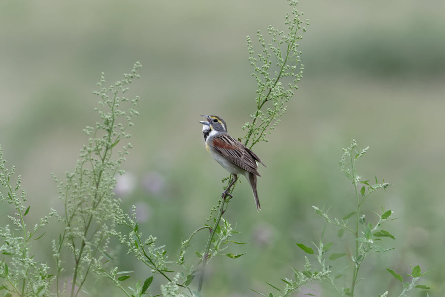 Dickcissel