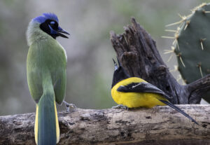 E09-01 Jay scolding Oriole