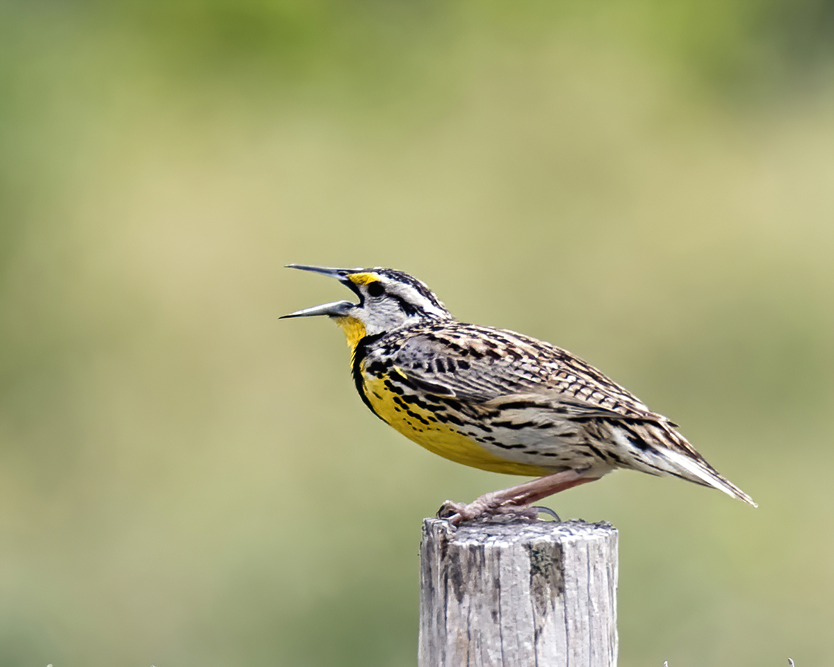 Eastern Meadowlark