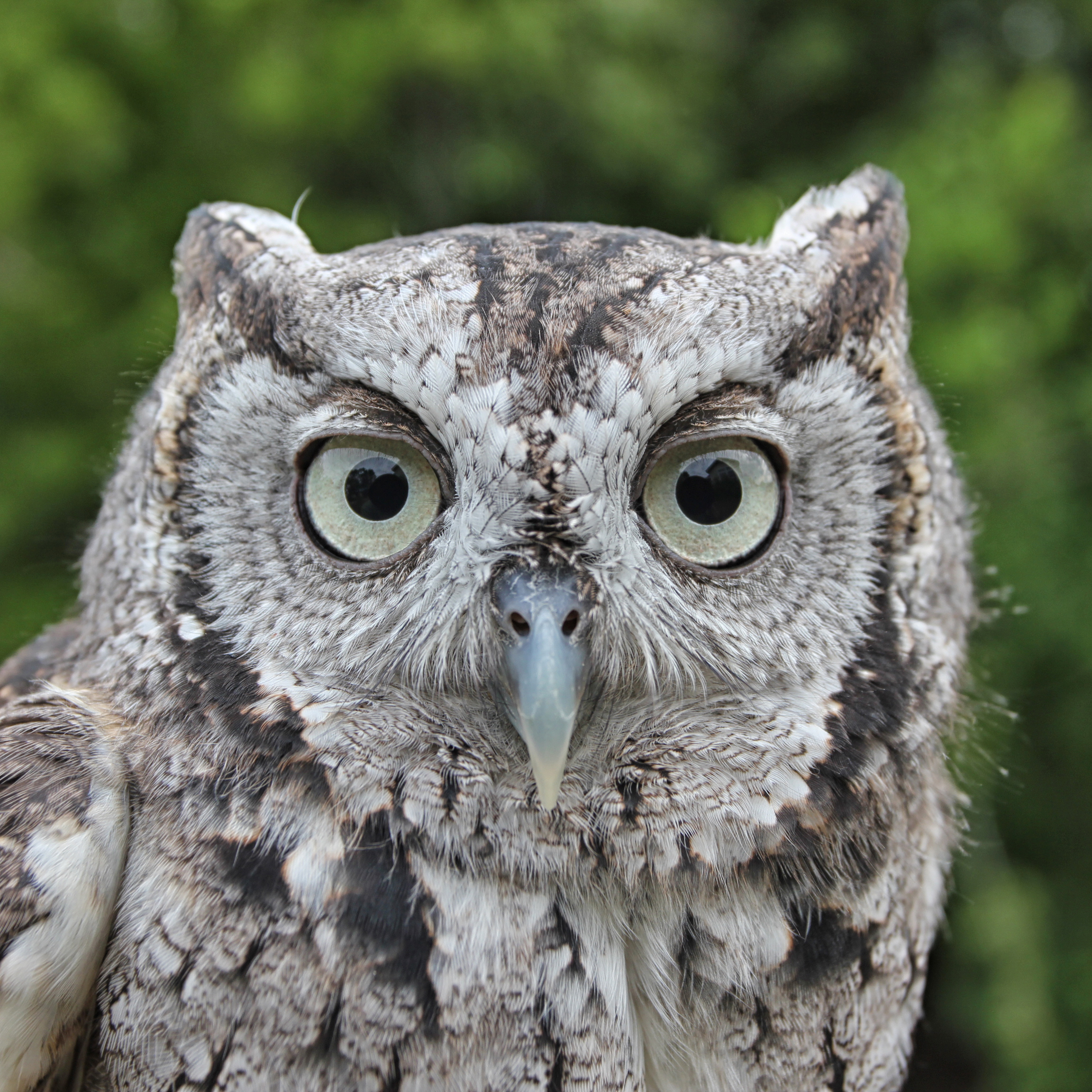 Eastern Screech-Owl 03