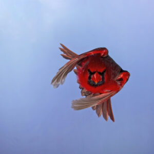 Flying-SAI-stabilize-denoise-denoise