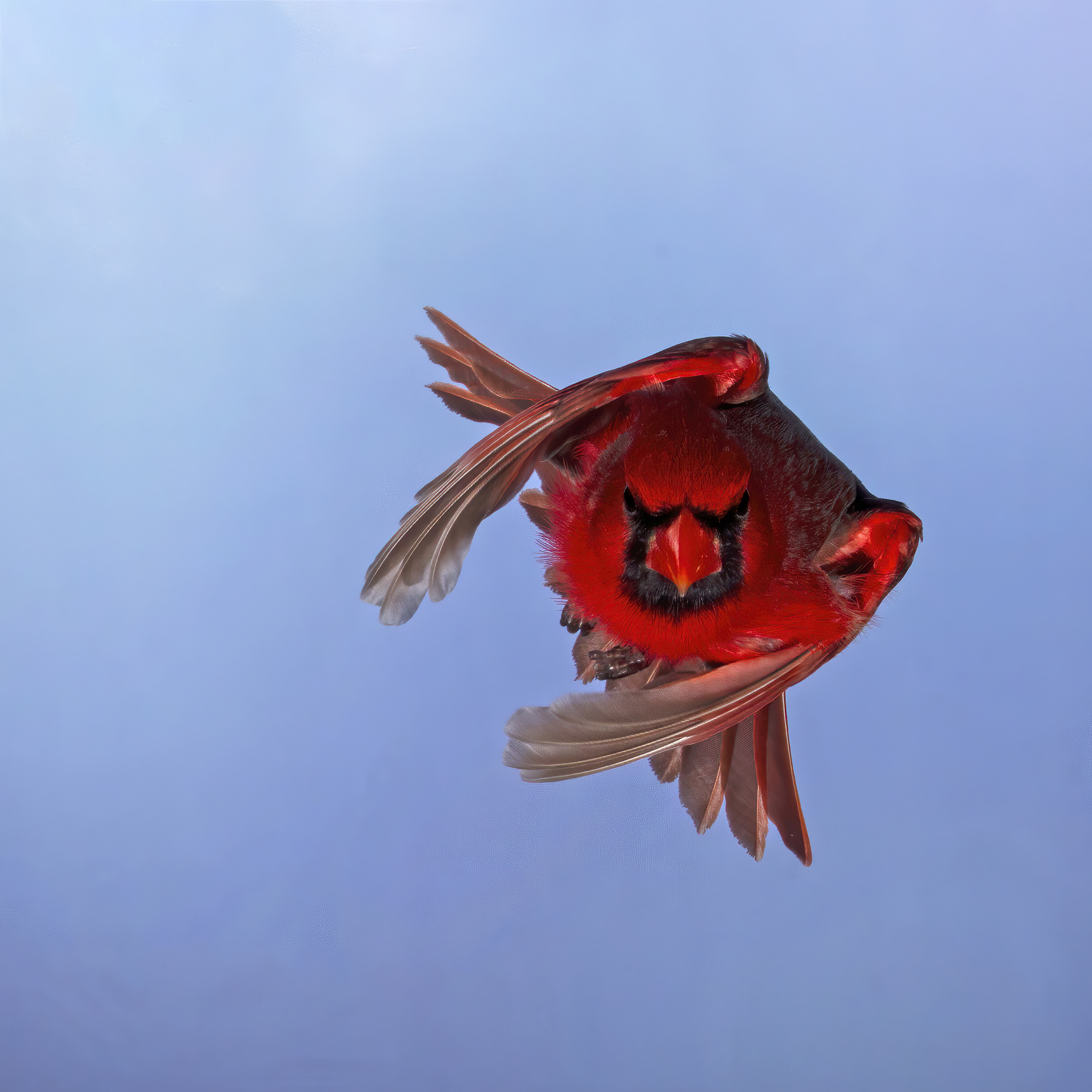 Flying-SAI-stabilize-denoise-denoise