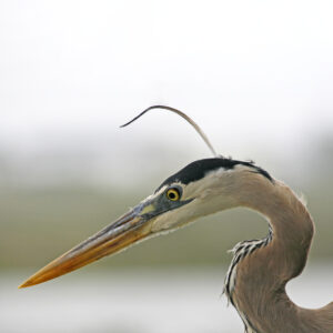 Great Blue Heron 01sq