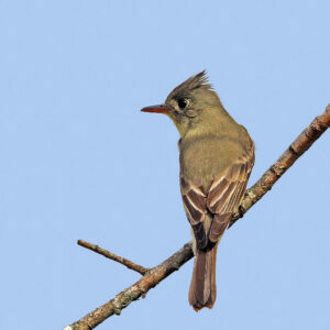 Greater Pewee 01asq