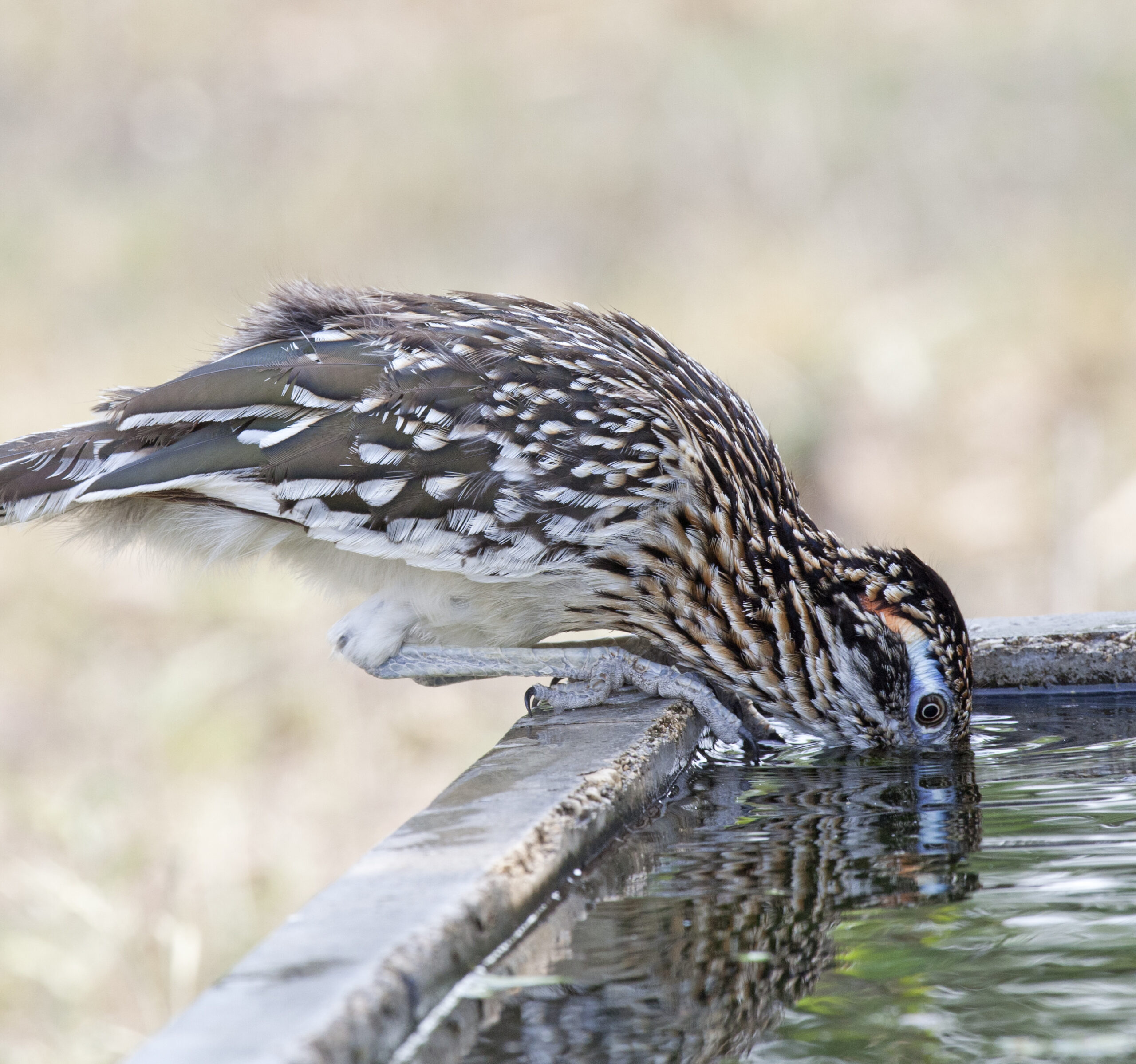 Greater Roadrunner 01