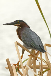 Green Heron 02