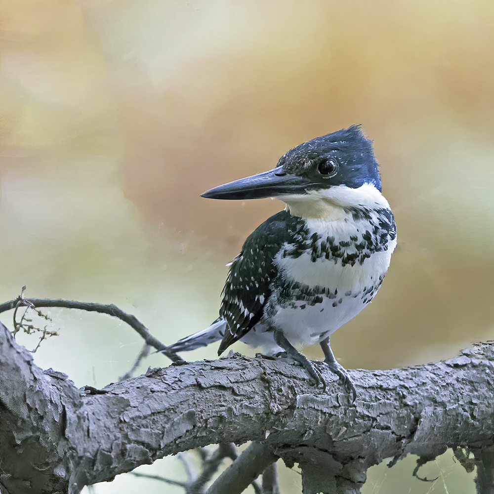 Green Kingfisher-1000