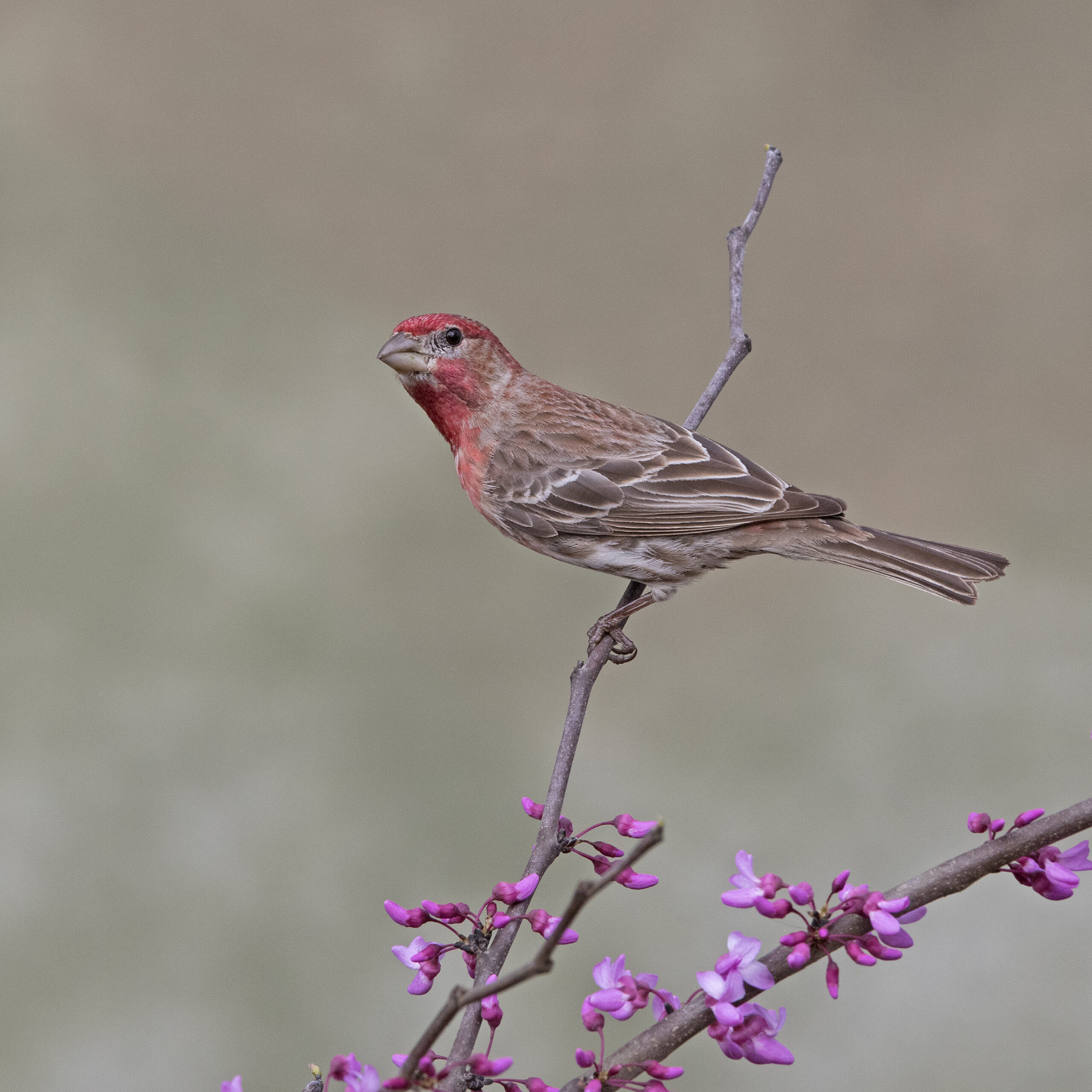 House Finch 05