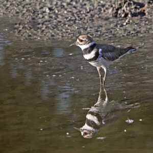 Killdeer 02sq