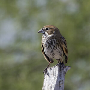Lark Bunting 01