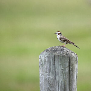 Lark Sparrow 01sq
