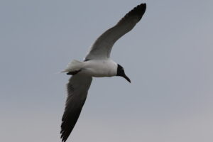 Laughing Gull 06a
