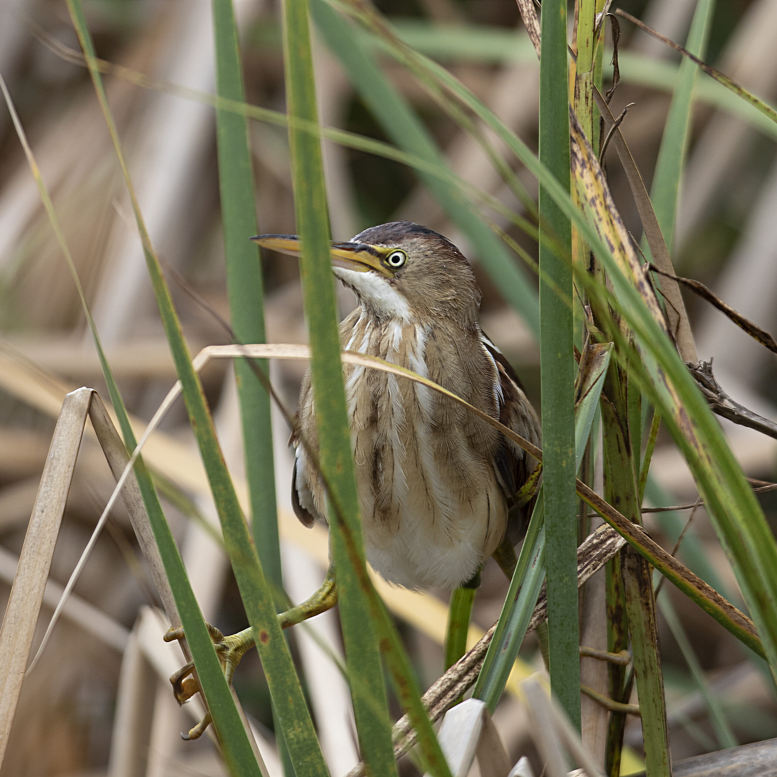 Least Bittern