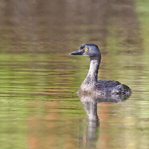 Least Grebe 01-500
