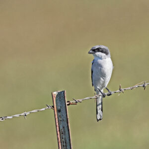 Loggerhead Shrike 01