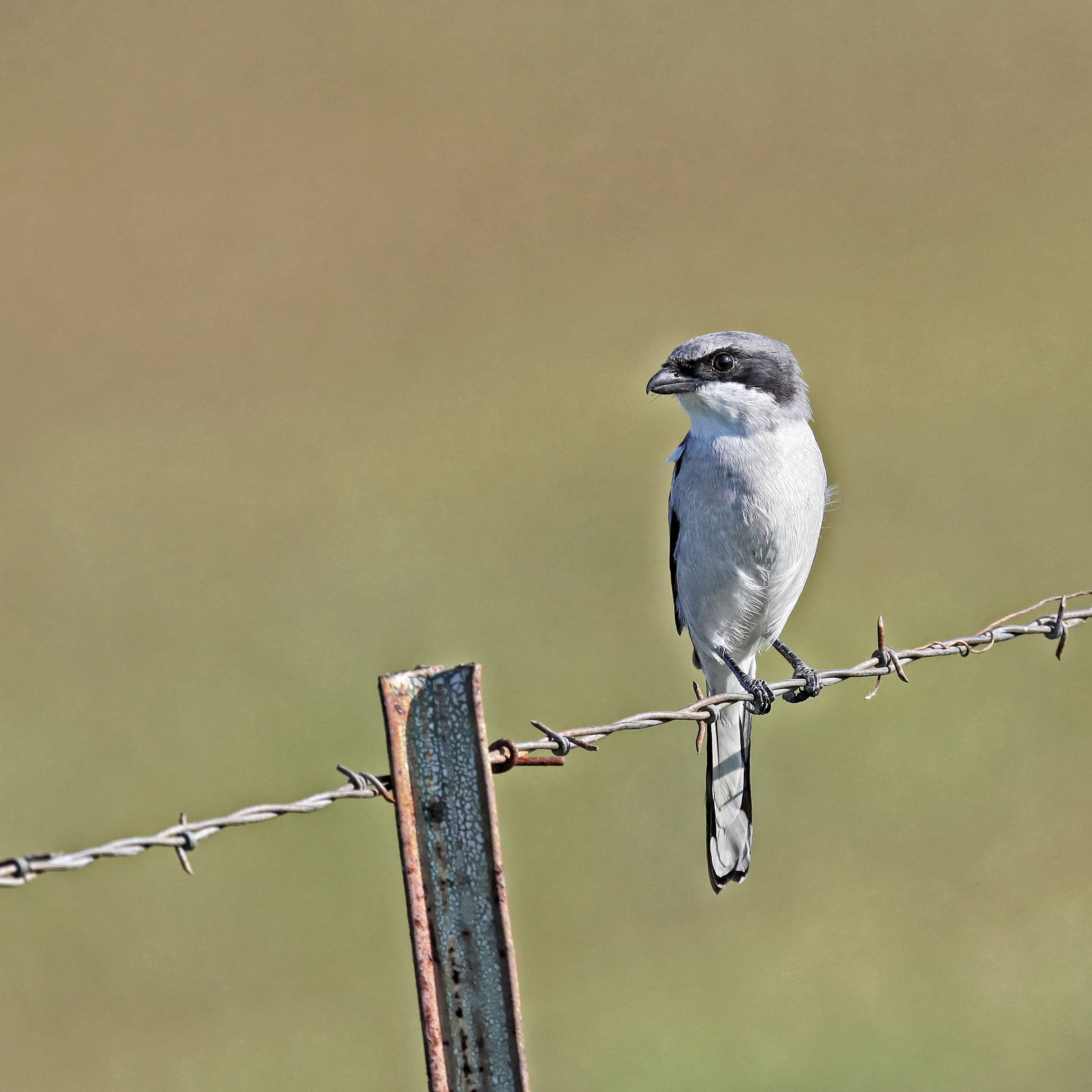 Loggerhead Shrike 01