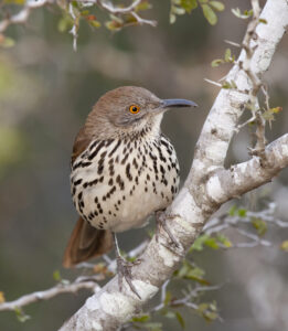 Long-billed Thrasher 01