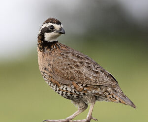 Northern Bobwhite 02