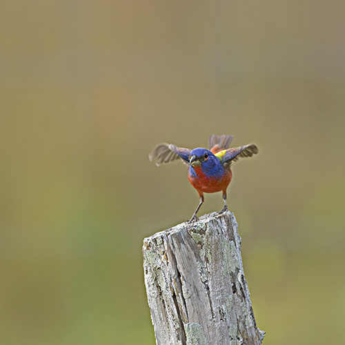 Painted Bunting 27-500