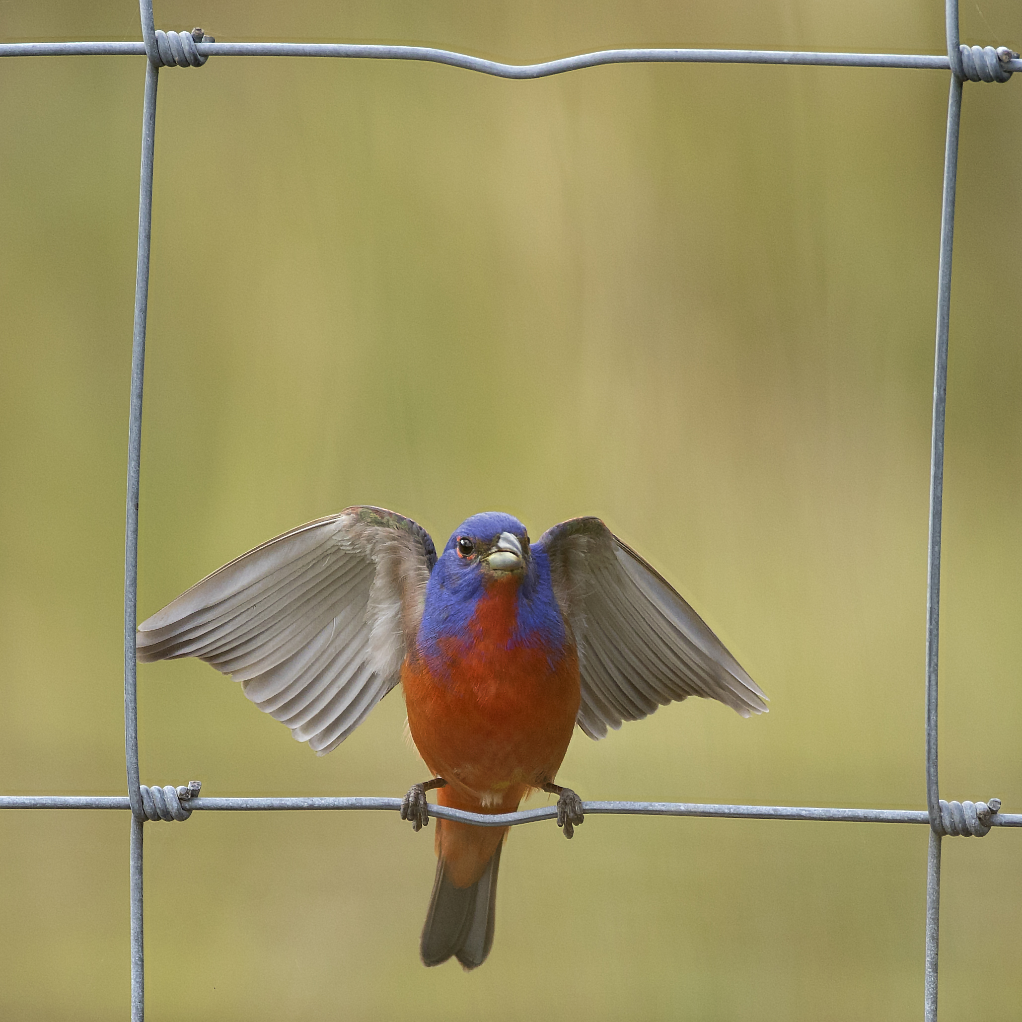 Painted Bunting 28