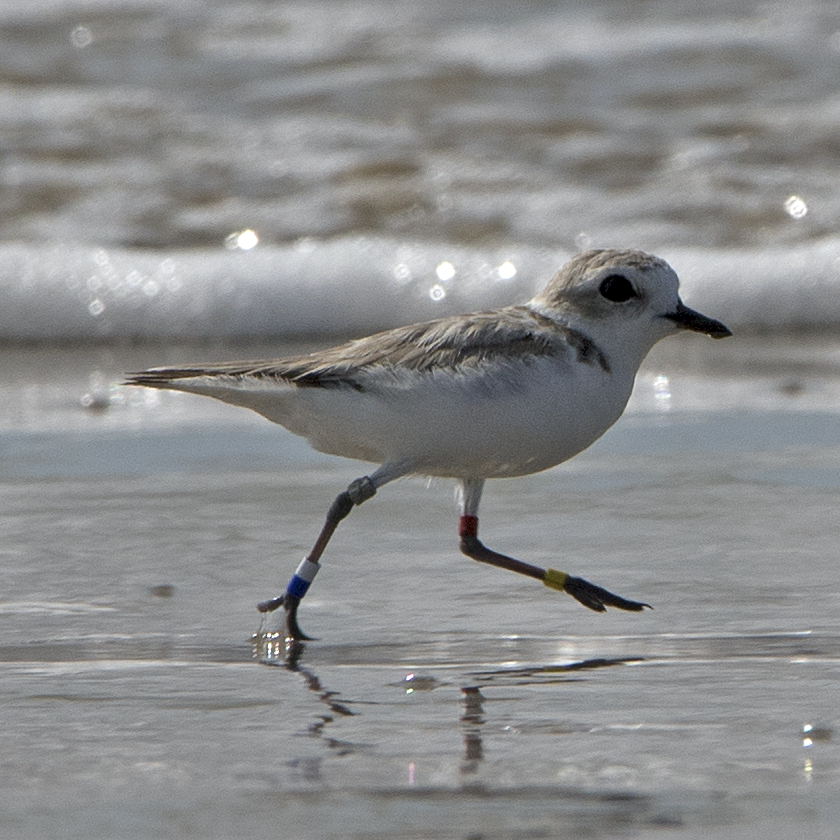 Piping Plover 02