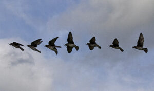 Purple Martin (Artistic) (1)