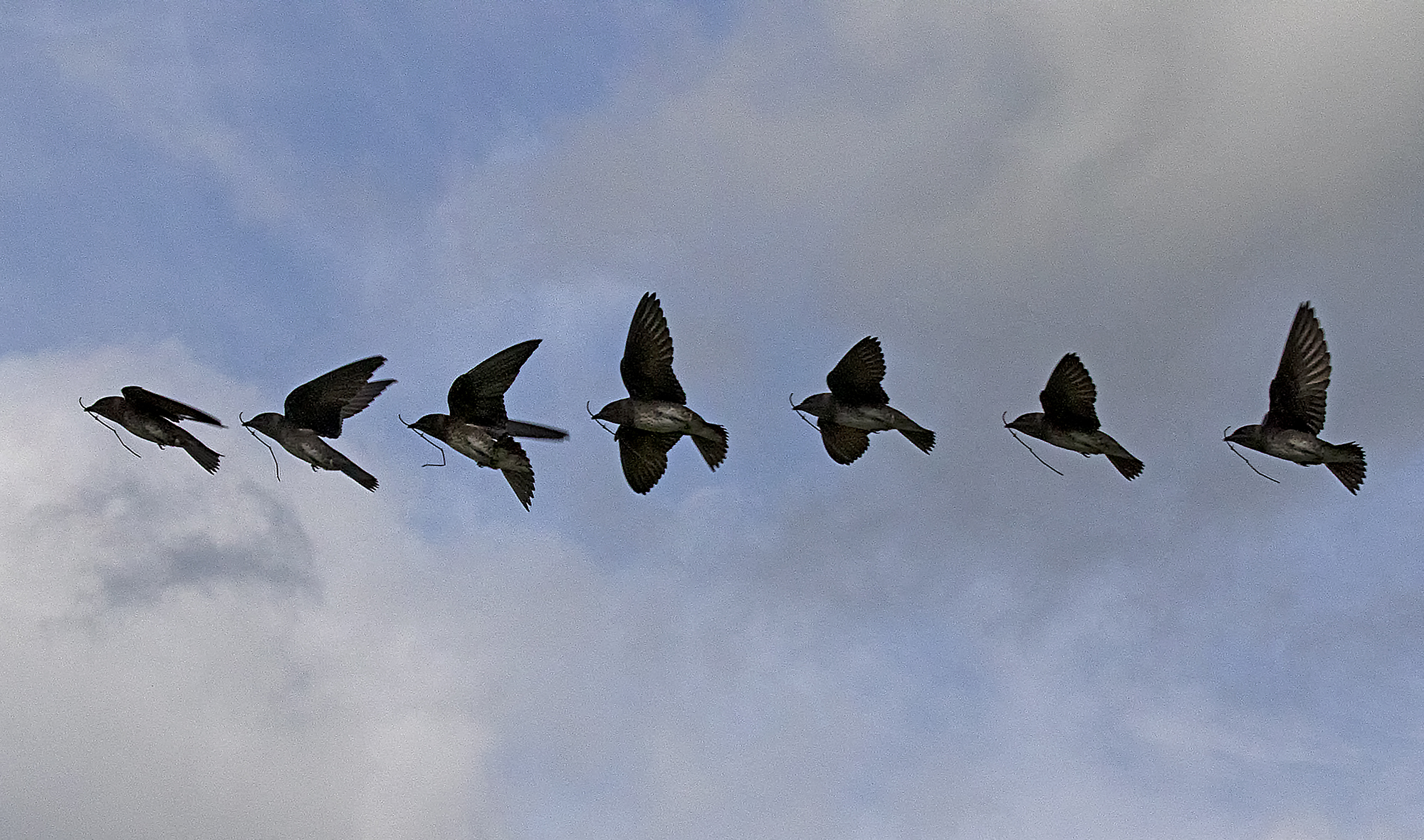 Purple Martin (Artistic) (1)