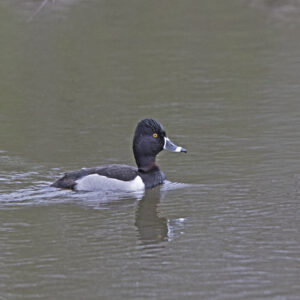 Ring-necked Duck 02