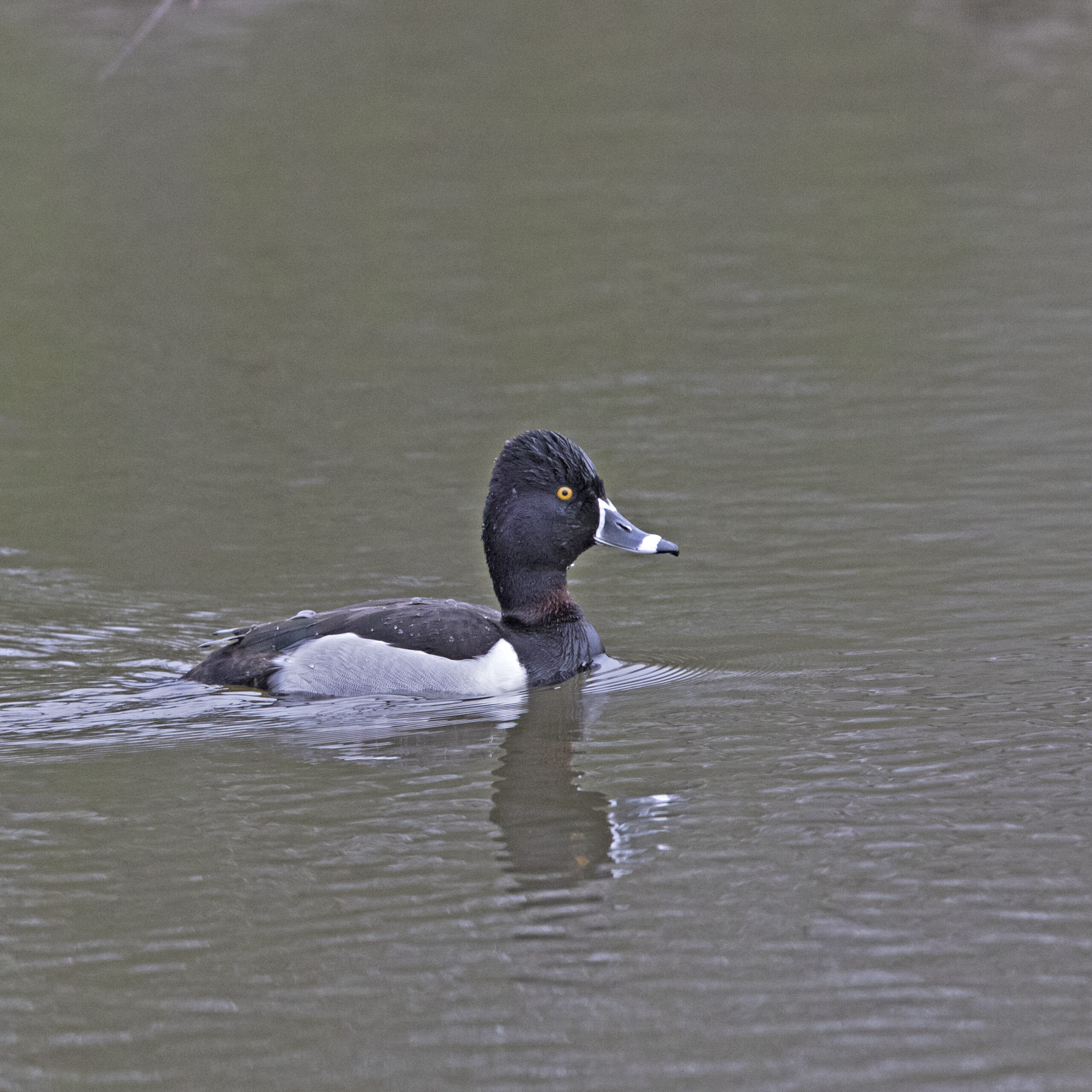 Ring-necked Duck 02